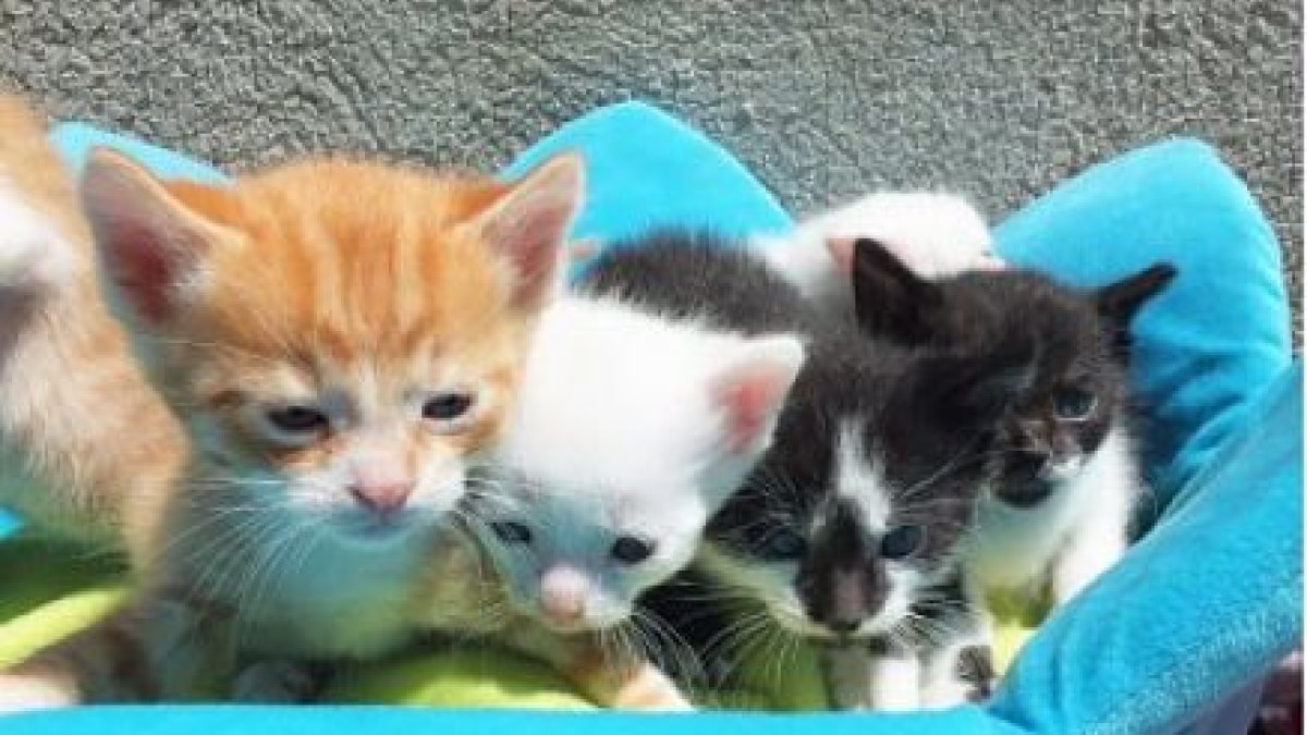 Unos gatitos en adopción en un centro de animales. ECB