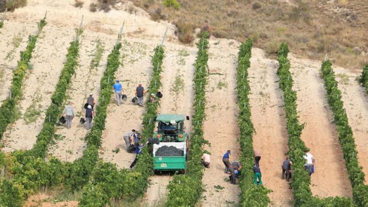 Un grupo de temporeros recoge uva en viñedos de la Ribera del Duero.