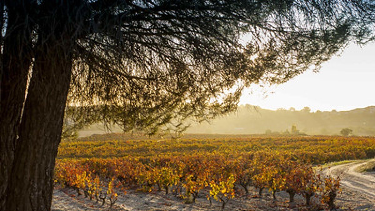 La Ribera del Duero sigue en el top de los grandes vinos de España. BERDÓN