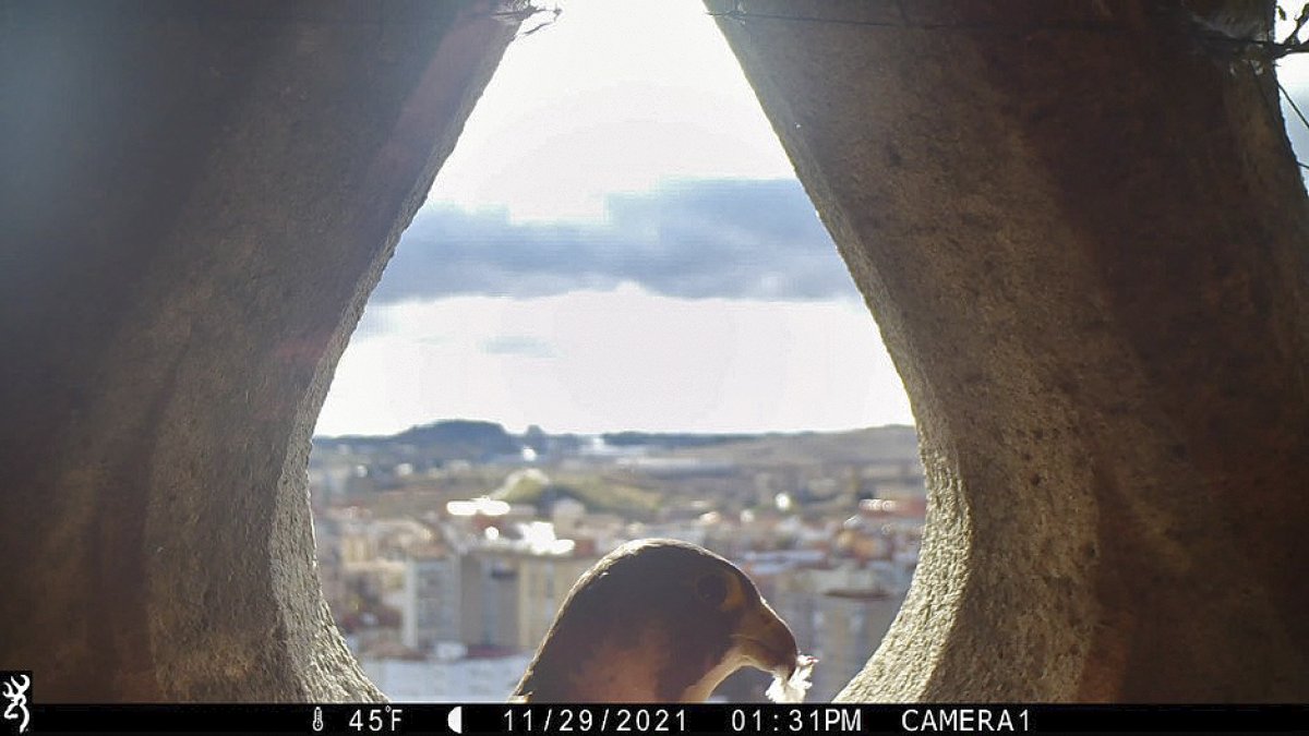 Imagen de un halcón captado por la cámara de foto-trampeo del cajón de la Catedral. ECB