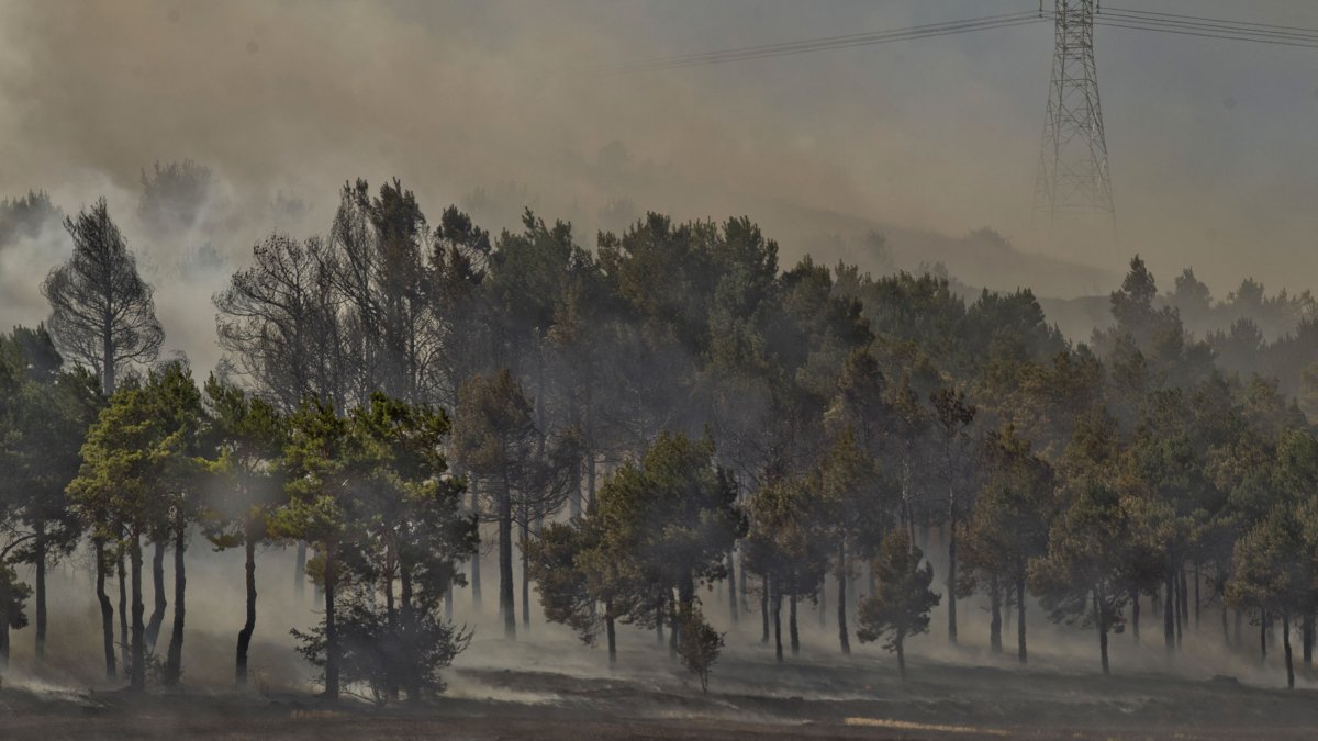 Imagen de un incendio forestal. ECB