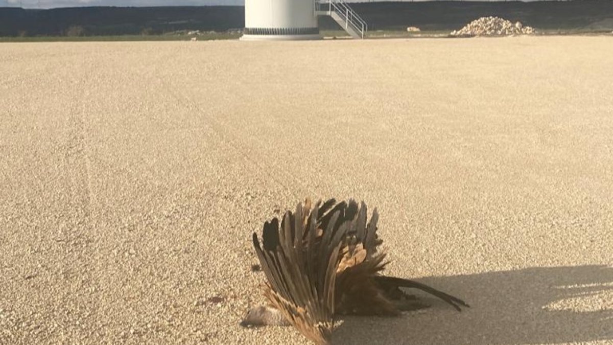 Un ave muerta en un parque eólico ubicado en la provincia de Burgos. ECB