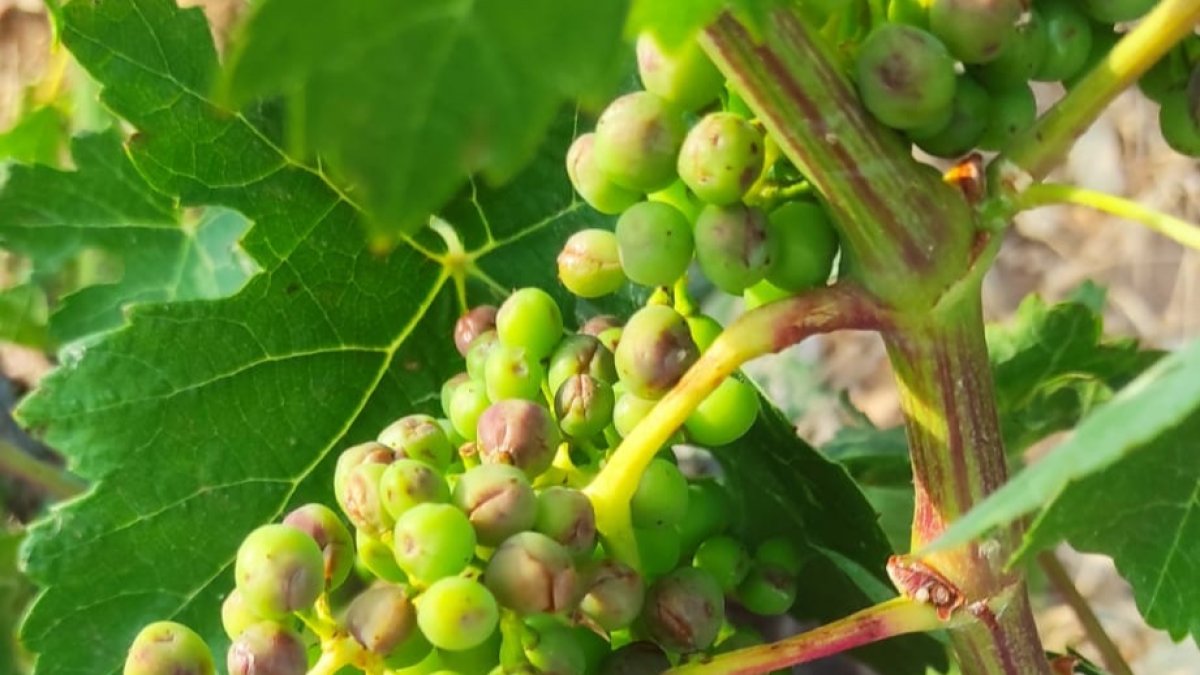 Imagen de una viña de Fuentenebro dañada por el pedrisco
