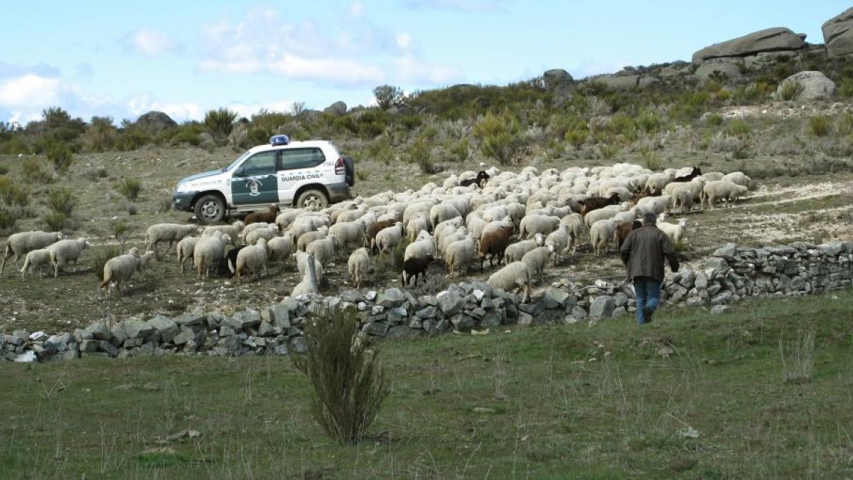 Investigan a un hombre por abandonar un rebaño de ovejas en Vadillo de la Sierra (Ávila)-ICAL