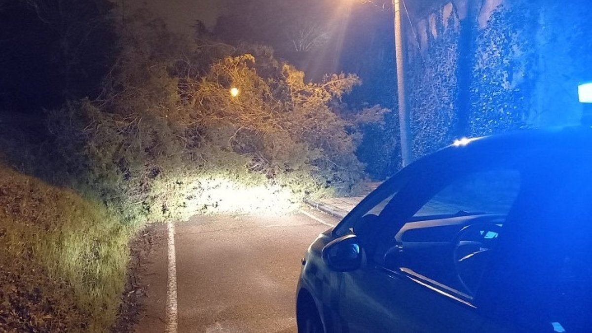 Árbol caído por las fuertes rachas de viento en Burgos capital. POLICÍA LOCAL
