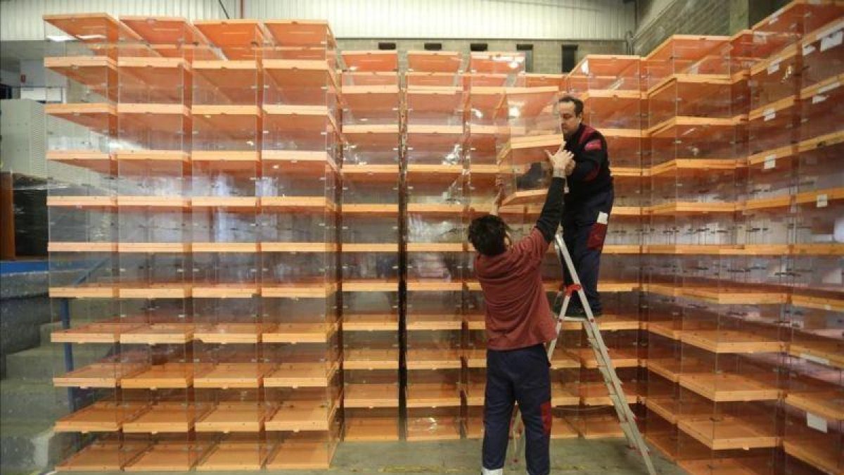 Unos operarios recogen urnas del almacén del Ayuntamiento de Barcelona para llevarlos a los colegios electorales antes del 20-D.-DANNY CAMINAL