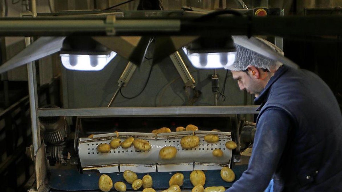 Uno de los trabajadores hace la última selección de las patatas, en uno de los lineales de producción.-J. M. LOSTAU