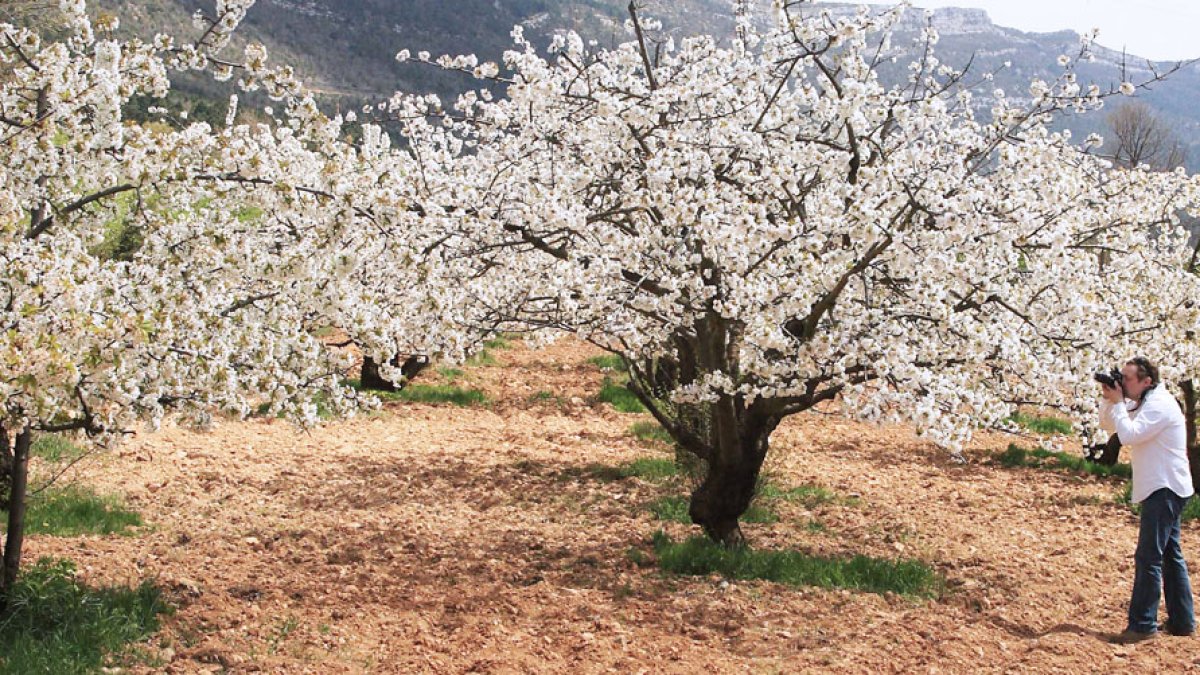 Los cerezos del valle de Caderechas en flor es una de las citas más bellas de la provincia a la que acuden miles de visitantes de toda la región. G. G.