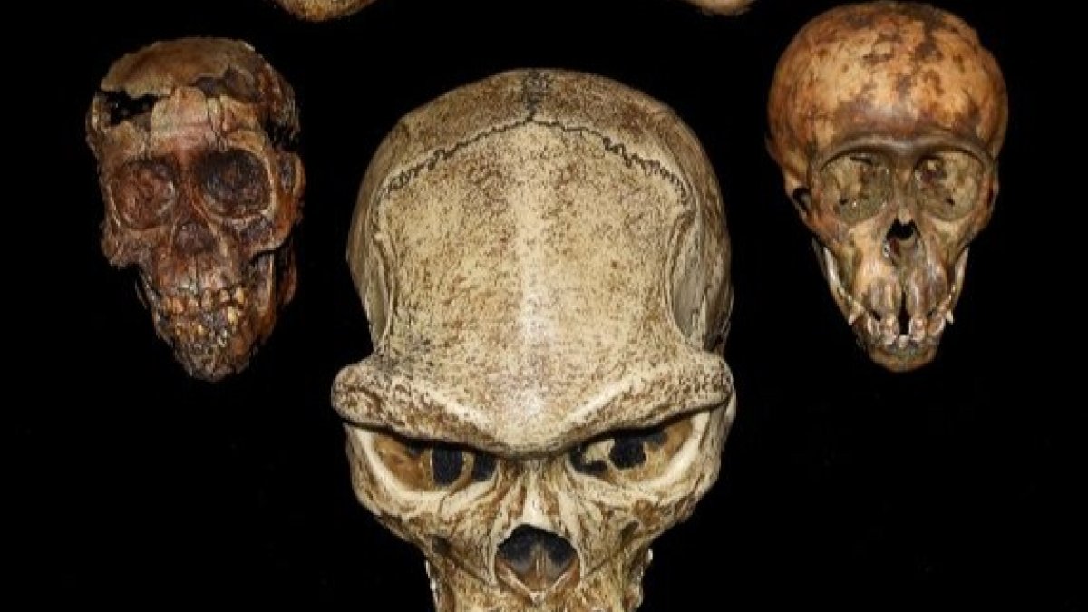 Cráneos del UO Museum of Natural and Cultural History. ECB