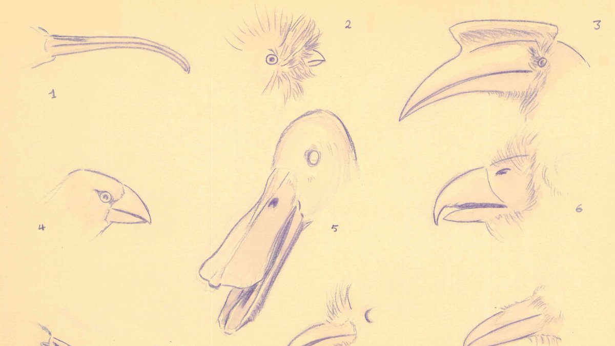 Picos aves dibujados por Aguirre.