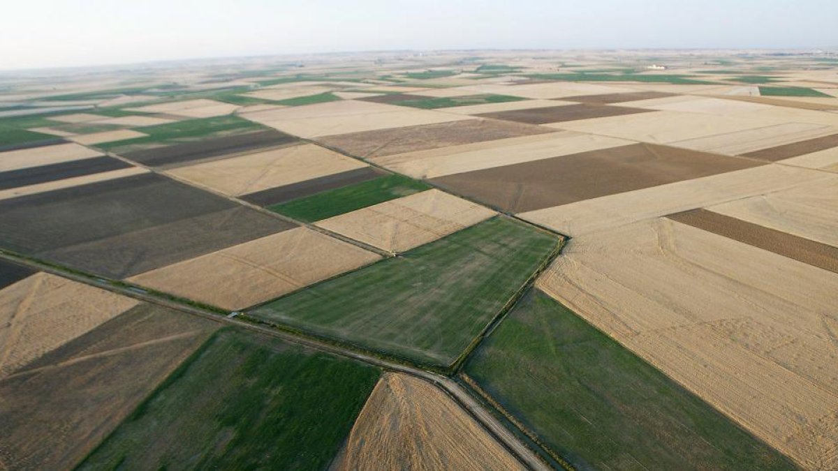 Vista aérea de varias parcelas de la comarca de Tierra de Campos palentina.-ICAL
