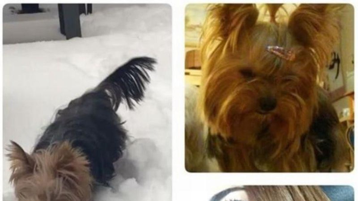 Composición de imágenes con la que Mariló Montero ha comunicado el fallecimiento de su mascota, la perrita Lola.-
