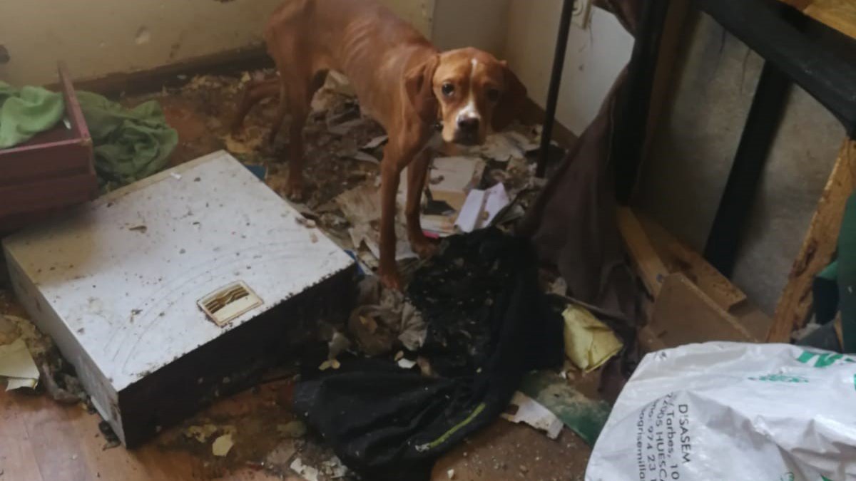 Imagen de uno de los perros encontrados en la vivienda. POLICÍA NACIONAL