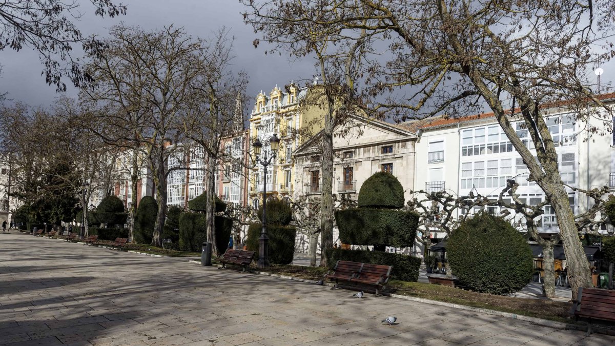 Cuatro de los ejemplares de acacia del Espolón están ubicados frente al Consulado del Mar. SANTI OTERO