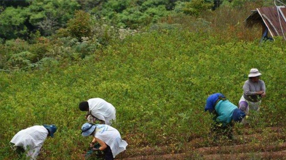 Mujeres indígenas en Bolivia cosechando hoja de coca.-AFP