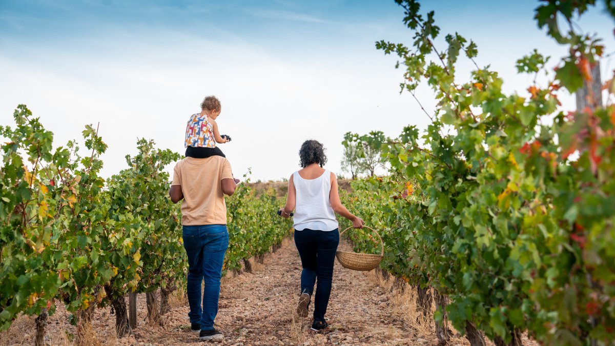 Los visitantes de la ruta del vino Ribera del Duero aumentan en un 43 por ciento