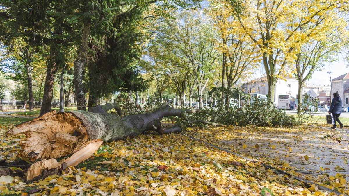 Un árbol caído en Burgos por efecto del viento.