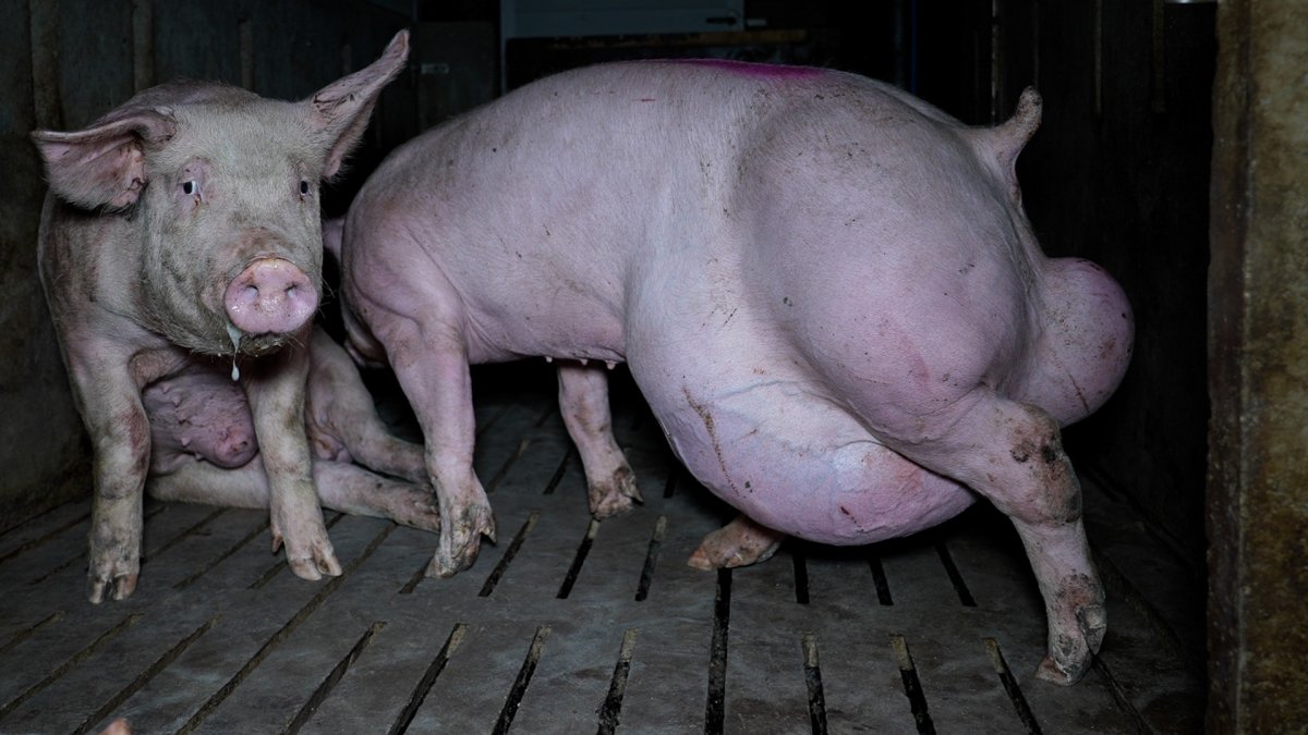 Un cerdo con deformidades en una granja de Arauzo de Torre.