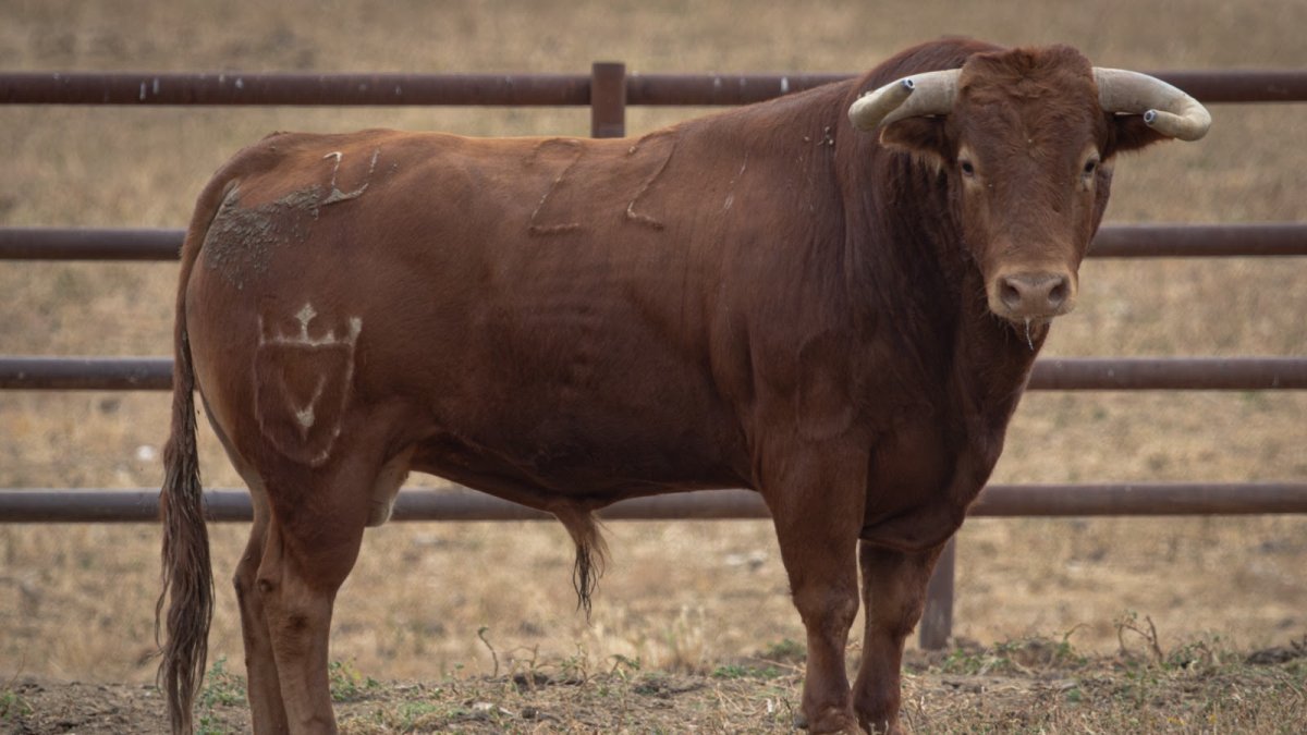 Los toros de Juan Pedro Domecq serán lidiados el lunes 1 de julio