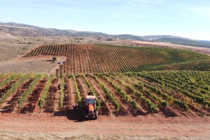 Viñedo en altura