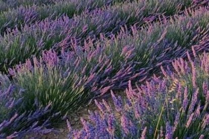 Con 200 hectáreas de lavanda Caleruega es un espectáculo