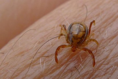 El Servicio Territorial de Sanidad de Burgos recibe las garrapatas que se extraen en los Centros de Salud desde el año 1996.
FLICKER/JOHN TANN