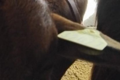 María posa con su hijo y algunas de sus cabras