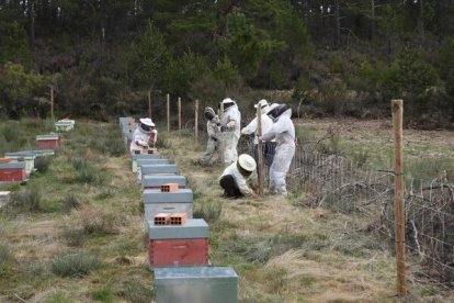 Un grupo de apicultores vallando un terreno para evitar ataques de osos.