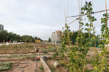 Los primeros diez bancales de 20 del terreno cedido a la Asociación de Vecinos de San Pedro de la Fuente y Fuentecillas y Huerteco han empezado a dar sus primeros frutos. SANTI OTERO