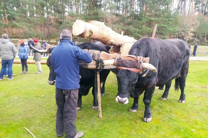 Imagen de dos vacas negras serranas acarreando pinos. R. FERNÁNDEZ