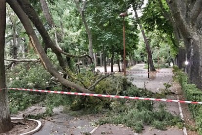 Los ayuntamientos cierran parques ante el temor de caídas de árboles por viento. Imagen de archivo. ISRAEL L. MURILLO