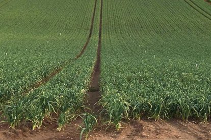 Plantación de ajos en la localidad vallisoletana de Matapozuelos, la provincia con mayor superficie destinada a esta hortaliza.-STA TORAL