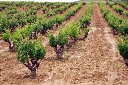 Una de cada cuatro bodegas de Ribera todavía no exporta. L. V.