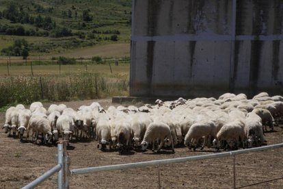 El respeto a la alimentación natural es la base de la ganadería ecológica de Barcina de los Montes.-G.G.