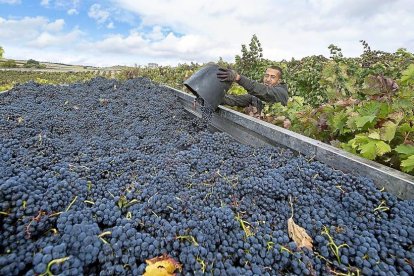 Un vendimiador arroja la uva tempranillo de su cuévano a un remolque en un majuelo de la Denominación de Origen Ribera del Duero.-EL MUNDO