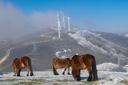 La compañía prevé alcanzar ‘la pérdida neta nula’ de biodiversidad en 2030, apostando por el impacto neto positivo en los nuevos desarrollos de infraestructuras. / IBERDROLA