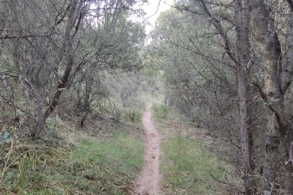 Denuncian a cuatro motoristas que circulaban por el Parque Natural Sabinares del Arlanza-La Yecla. JCyL