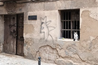 Aranda cuenta con varias colonias de gatos callejeros