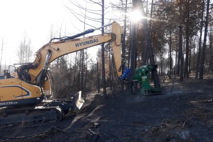 Extracción de madera en la zona afectada por el incendio. JCYL