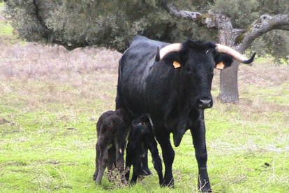 Una de las moruchas que ha sido inseminada y ha sido también ‘anidadora’ de un embrión con sus crías en la finca Castro-Enríquez de la Diputación de Salamanca.-ICAL