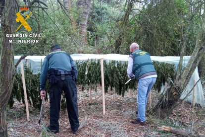 El secadero de la plantación de marihuana. ECB