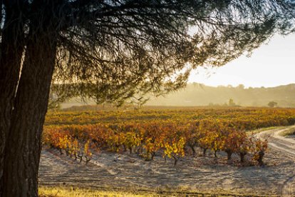 La Ribera del Duero sigue en el top de los grandes vinos de España. BERDÓN