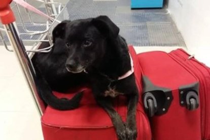 Piny, la perrita perdida por Iberia en Barajas.-