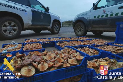 Interceptan a dos furtivos con 76 kilos de níscalos en La Bureba.