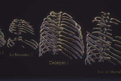 Reconstrucciones del desarrollo de la caja torácica de neandertales neonatos, desde una semana de edad (izquierda) hasta los cuatro años (derecha).  D. García-Martínez y M. Galeano Prados