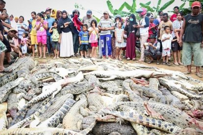 Residentes locales observan una montaña de cadáveres de cocodrilos en una granja de cria en Sorong, Indonesia. /-STR