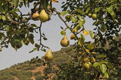 Peral en Las Caderechas, que destaca por la gran calidad de sus frutales.-G.G.