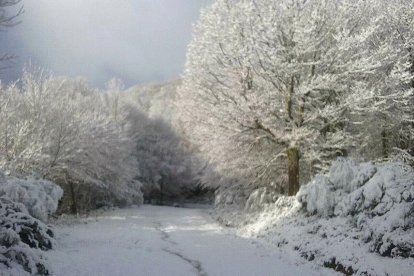 Zona de bosque en Merindad de Sotoscueva.-D.H.