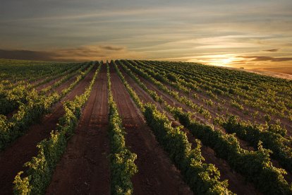 Viñedos de Bodegas Buezo./ BODEGAS BUEZO