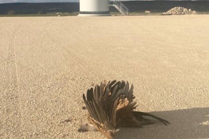 Un ave muerta en un parque eólico ubicado en la provincia de Burgos. ECB